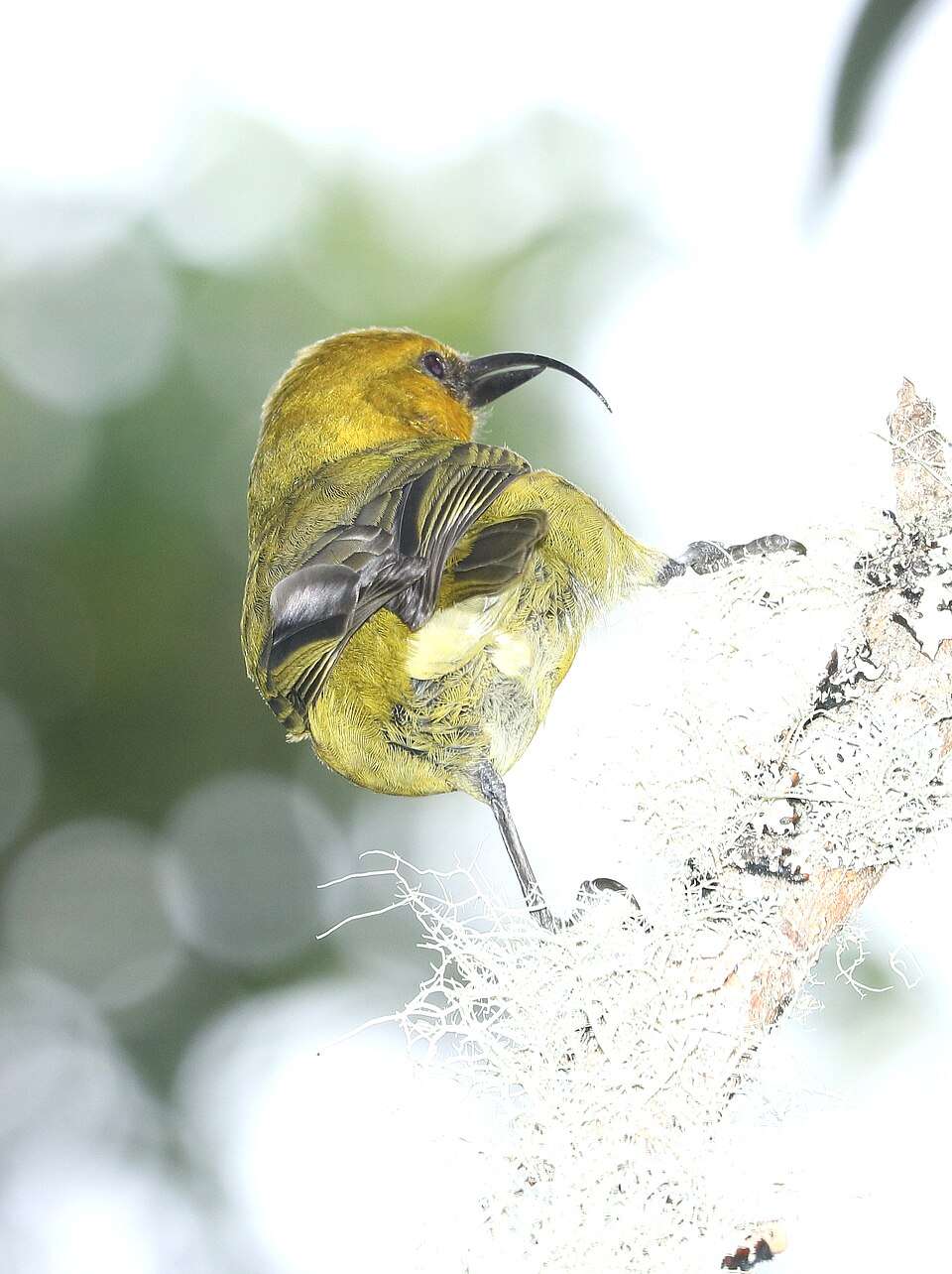 Small yellow bird with a huge, decurved upper bill.