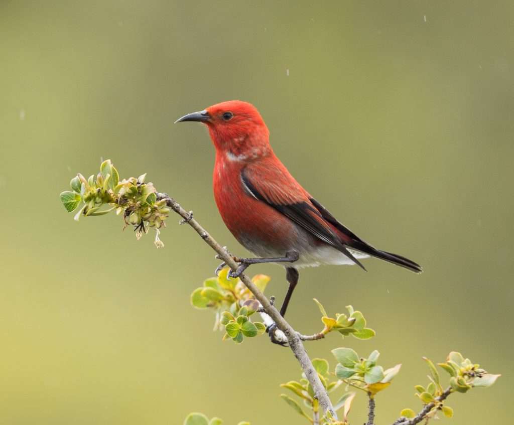 Red bird with black wings standing on a small branch,