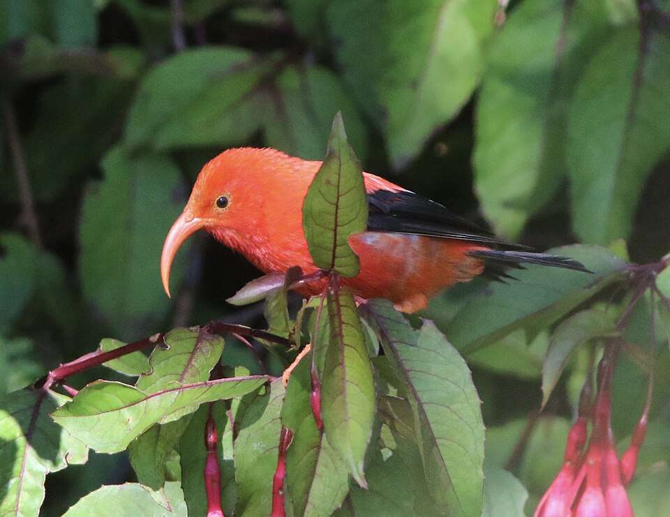 Brilliant red bird with long, decurved red bill.