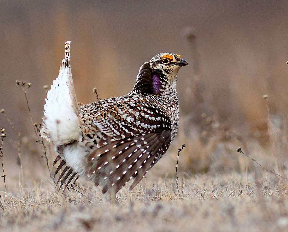 A large chicken like game bird with brown plumage and white flecks. It has an upright white tail.