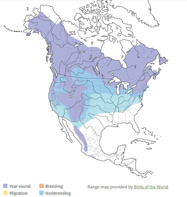 American Goshawk Range Map