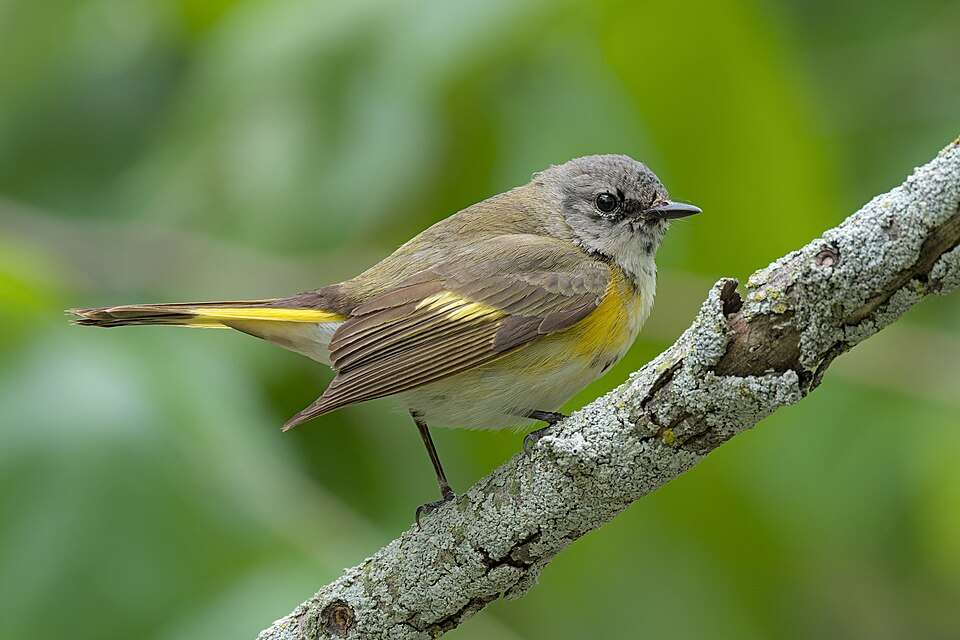 Small brown bird with yellow flanks, rump and wing bars.