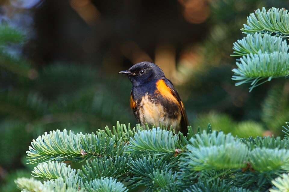 Small black bird with orange flanks and peach belly.