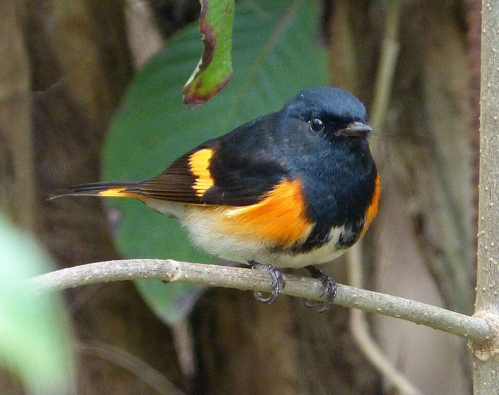 Small black bird with orange flanks and peach belly.