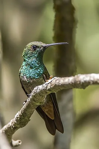 Large hummingbird with bright green throat and breast, gray under belly.