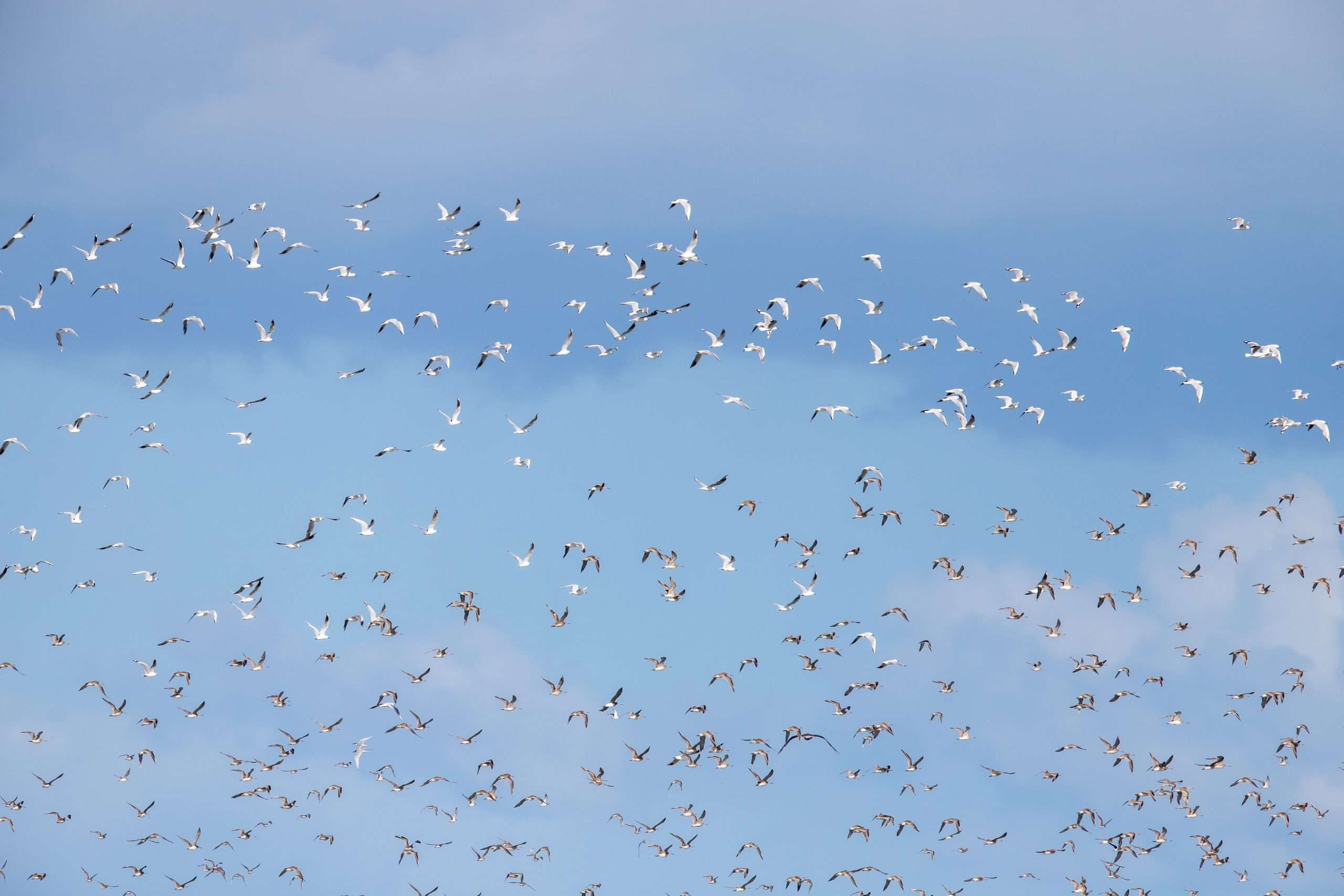 Large group of birds flying into the sky.