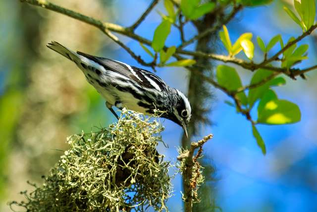 Small bird with black and white stripes and patterns and white belly.