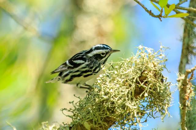 Small bird with black and white stripes and patterns and white belly.