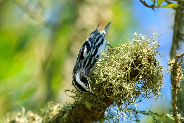 Small bird with black and white stripes and patterns and white belly.