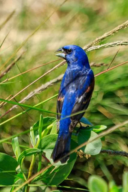 Bright blue songbird with pale grey chunky bill.