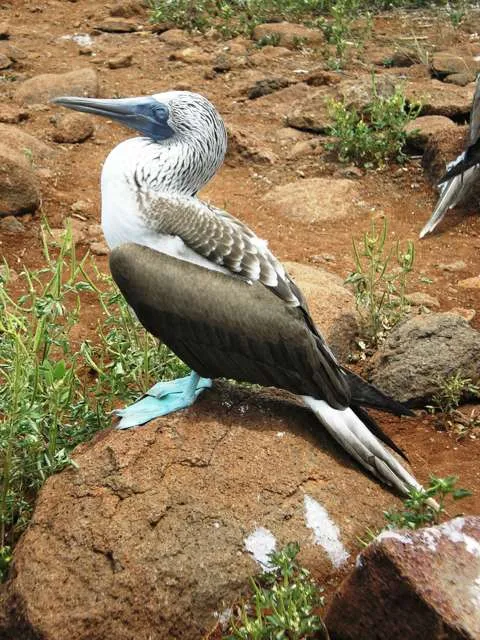 Large seabird with brown back, white front and bright blue bill and feet.