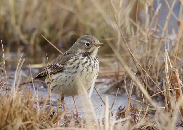 Small thrush like bird with pale belly and streaky chest.