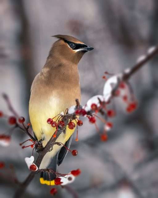 Brown bird with distinctive crest and white mark below the bill.