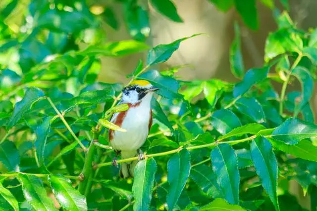 Small mostly white bird with yellow cap and chestnut flanks.