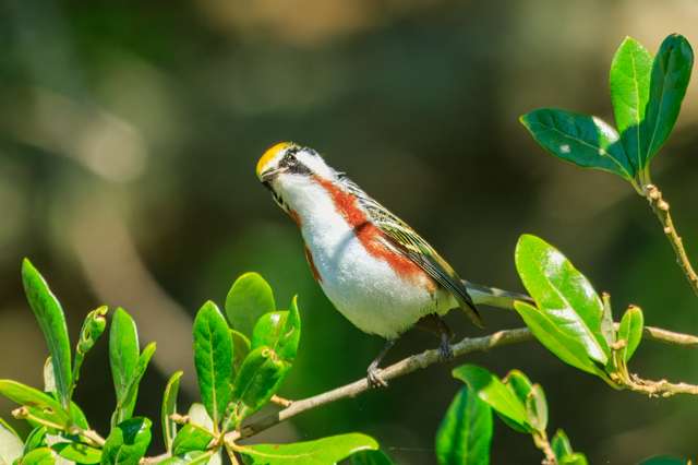 Small mostly white bird with yellow cap and chestnut flanks.