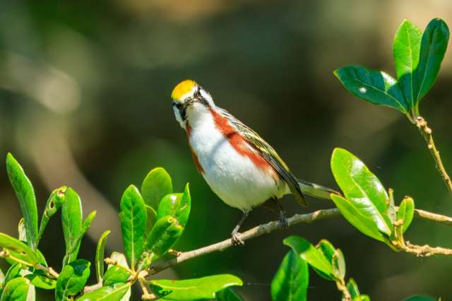 Small mostly white bird with yellow cap and chestnut flanks.