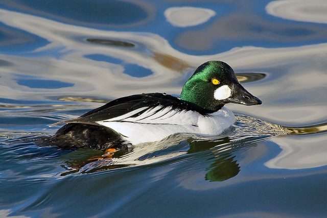 Black duck with white flanks. It is dark green with a yellow eye and large white spot behind the bill.