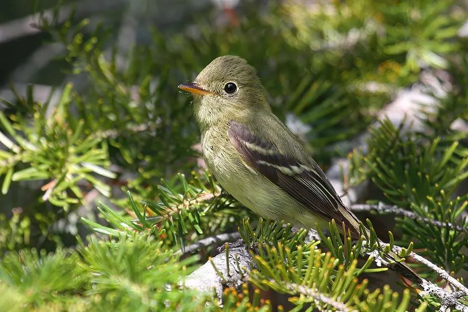 Small olive green flycatcher with pale ring around the eye.