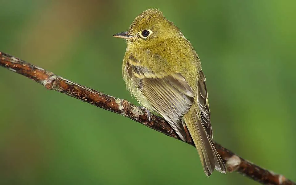 Small olive green flycatcher with pale ring around the eye.