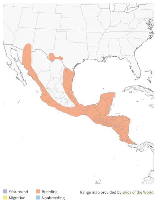 Gray Hawk Range Map
