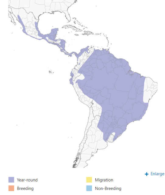 Great Black Hawk Range Map