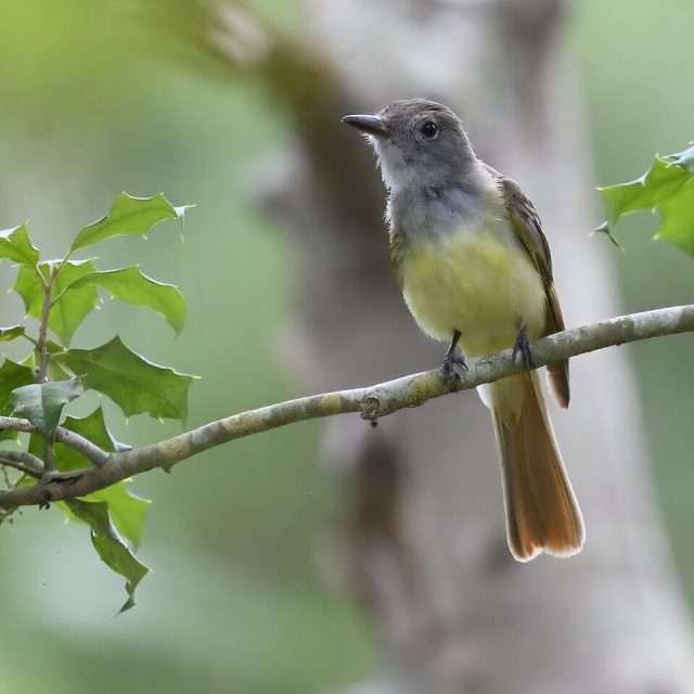 Large flycatcher with gray throat and yellow belly.