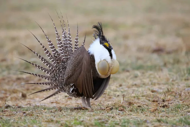 Large dark game bird with black and white throat and erect tail feathers.