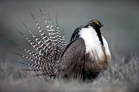 Large dark game bird with black and white throat and erect tail feathers.