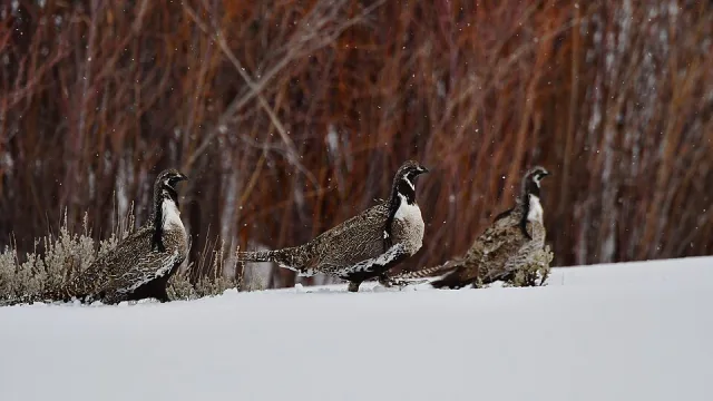 Group of large dark game birds with black and white throat.