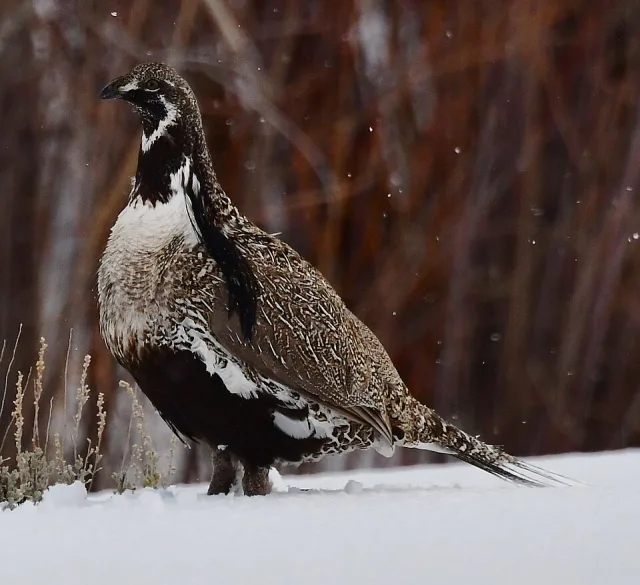 Large dark game bird with black and white throat.