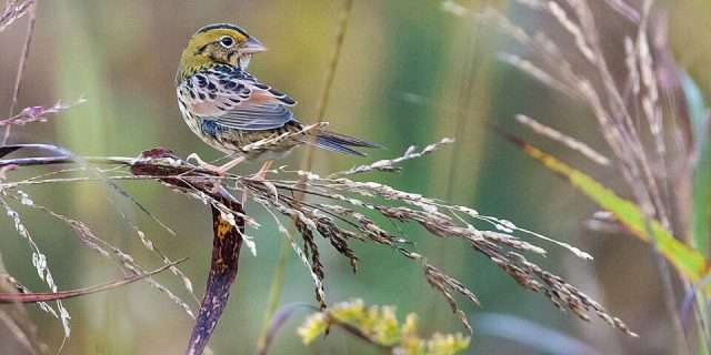 Small brown bird with black and yellow streaks.