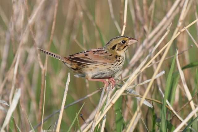 Small brown bird with black and yellow streaks.
