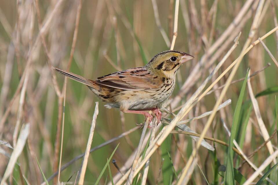 Small brown bird with black and yellow streaks.