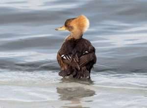 Brown duck with tan head and fluffy crest.