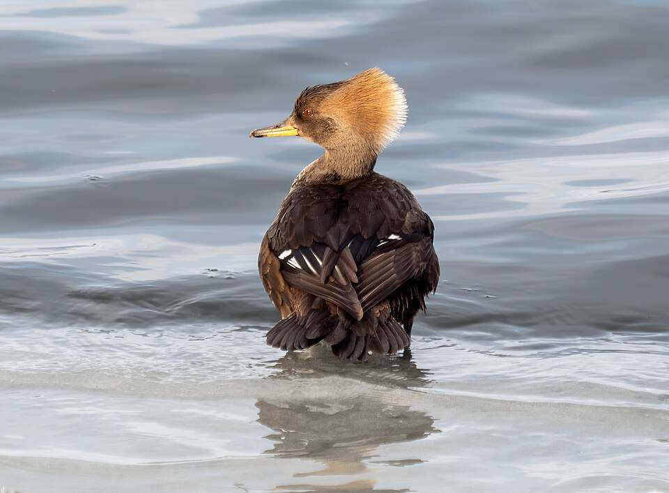 Brown duck with tan head and fluffy crest.