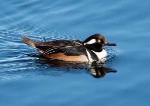 Male slender duck with black and white head and breast, darker back.