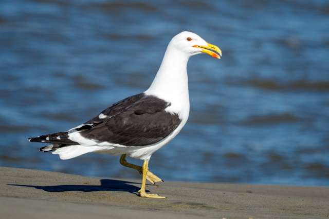 Large black and white gull with bright yellow bill.