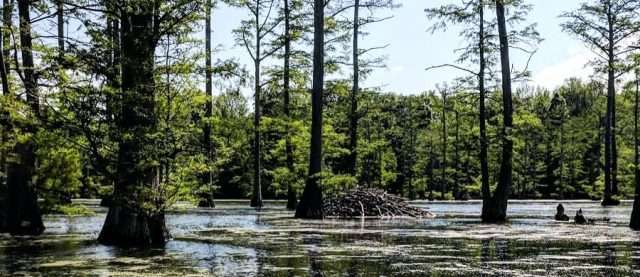 Kentucky Sloughs WMA Scene