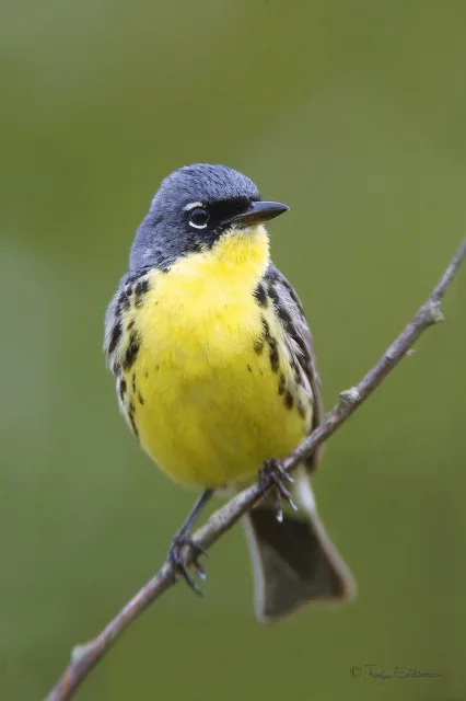 Gray backed, bright yellow songbird with white eye ring.