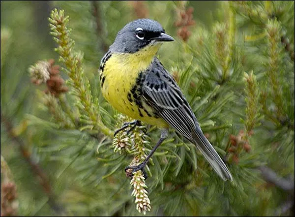 Gray backed, bright yellow songbird with white eye ring.