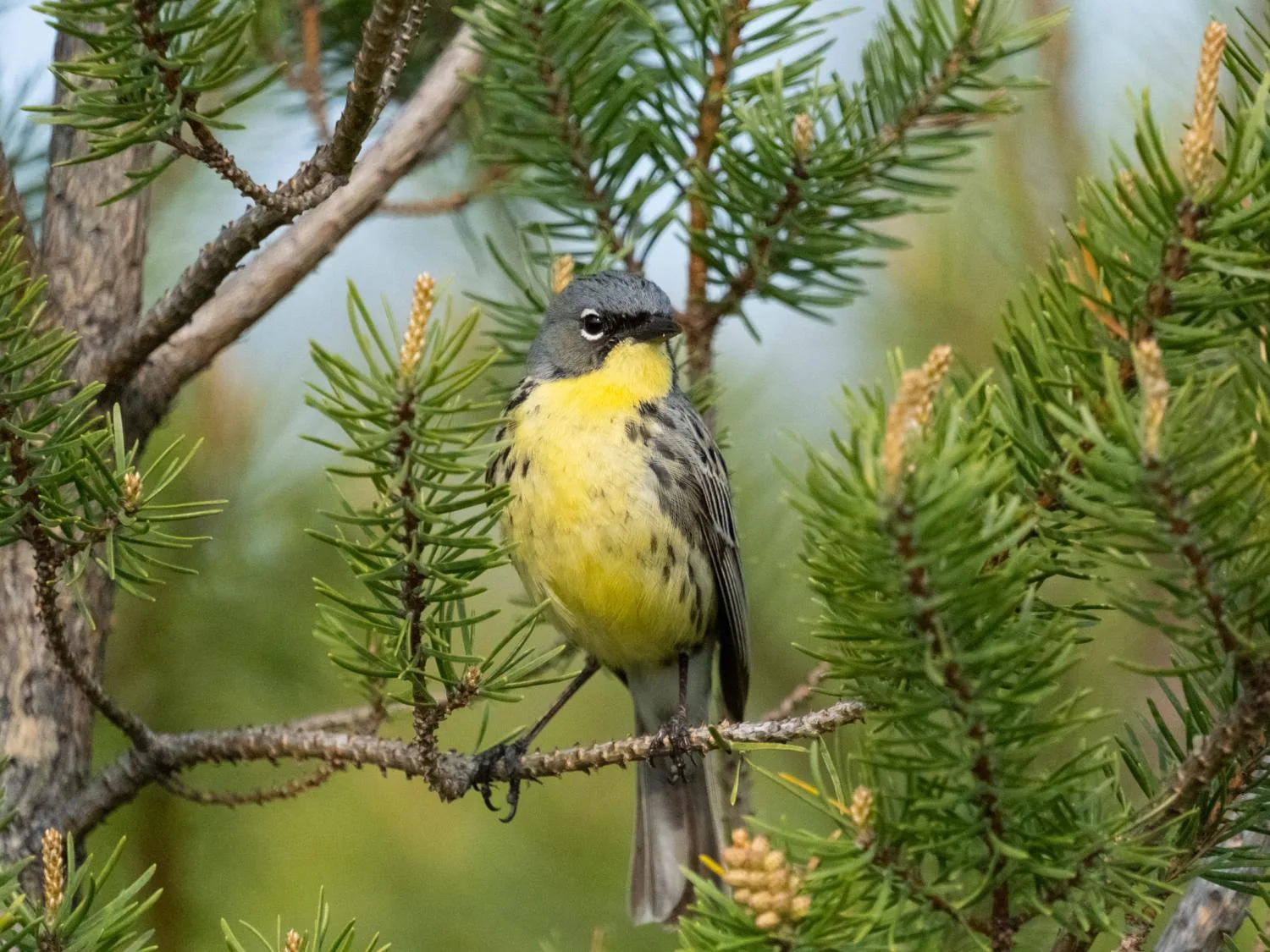 Gray backed, bright yellow songbird with white eye ring.