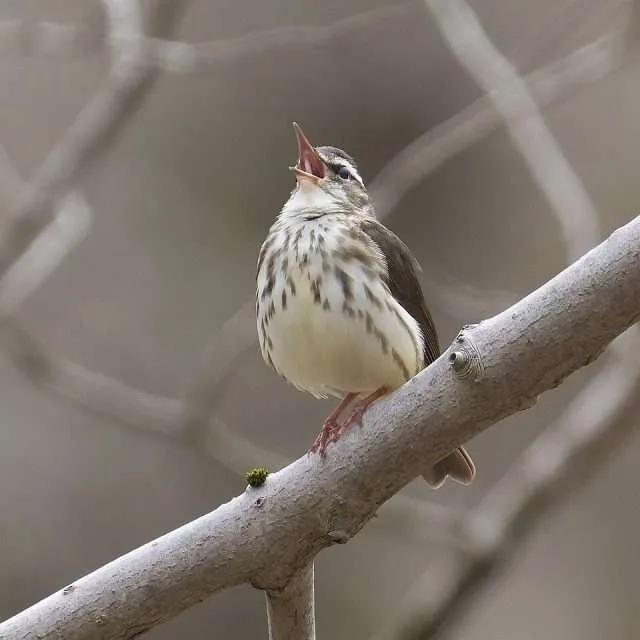 Thrush like bird with cream breast and dark streaks.