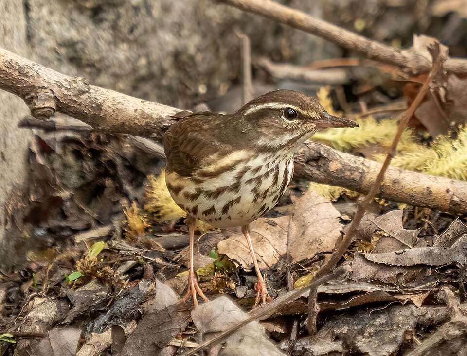 Thrush like bird with cream breast and dark streaks.