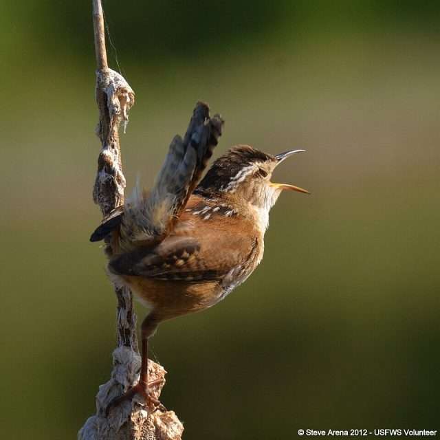 Small brown bird with long bill and cocked tail.