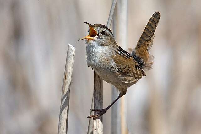 Small brown bird with long bill and cocked tail.