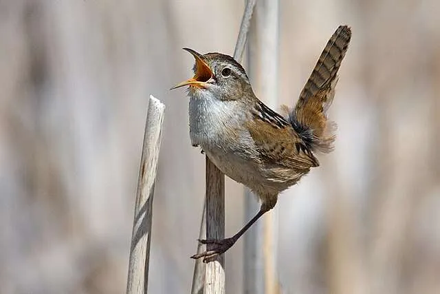 Small brown bird with long bill and cocked tail.