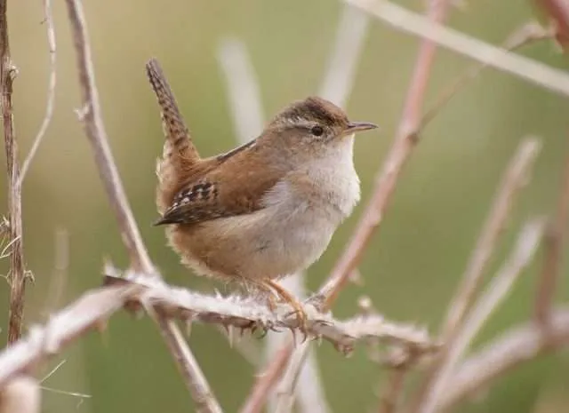 Small brown bird with long bill and cocked tail.