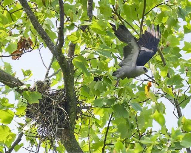 Large pale bird of prey with dark back and tail flying from a nest.