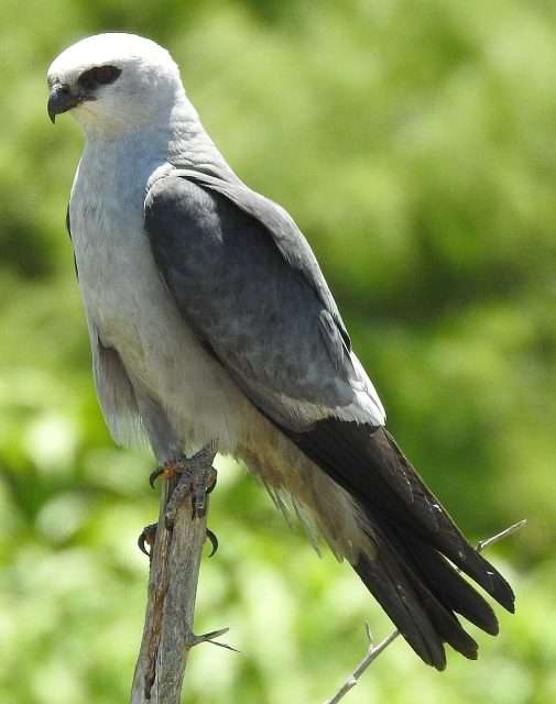 Large pale bird of prey with dark back and tail.