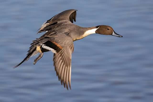 Brown duck with patterns on wing tips and reddish head.